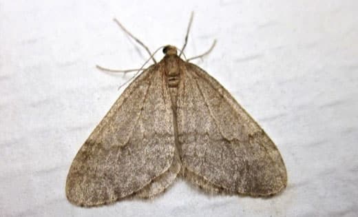 moth control melbourne