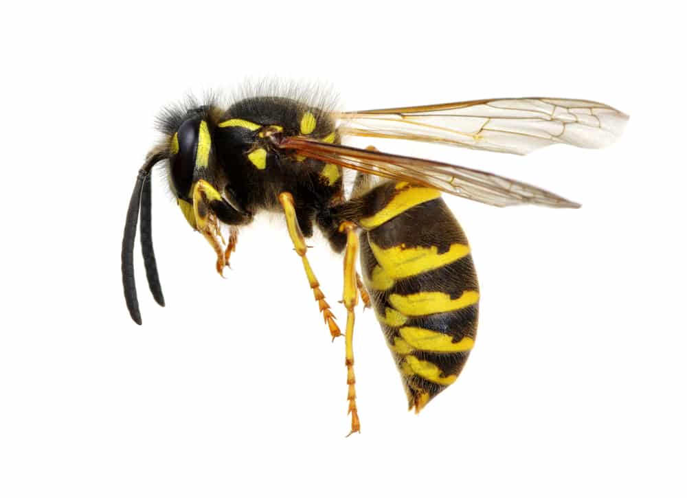 Wasp Pest Control Melbourne