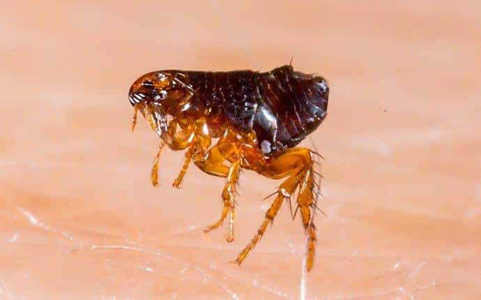 Flea Pest Control Service Melbourne