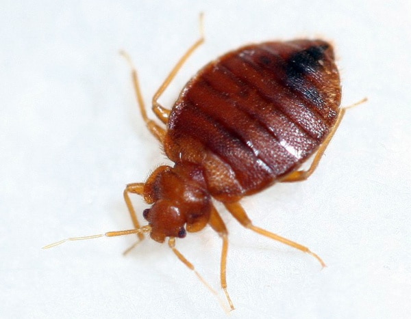 bed bug exterminator melbourne