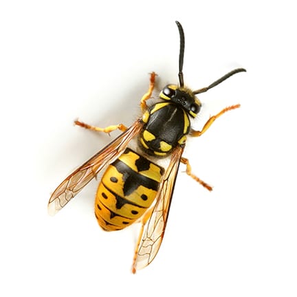 Wasp Pest Control Melbourne