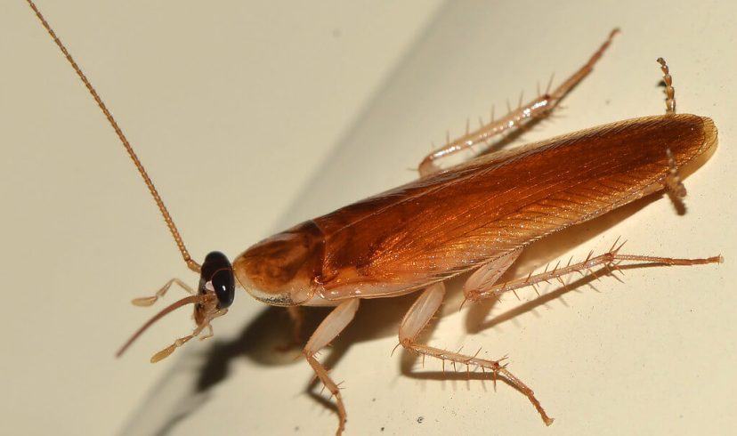 Cockroaches Facts: 7 Interesting Facts About Roaches – Hilux Pest Control