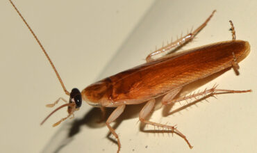 Cockroaches Facts: 7 Interesting Facts About Roaches – Hilux Pest Control