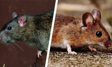 5 Difference Between Rats and Mice – Hilux Pest Control