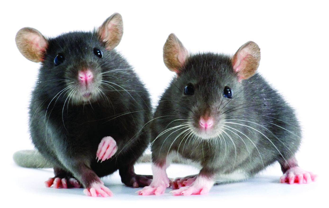 Protecting Your Family Against Diseases Carried by Mice and Rats￼