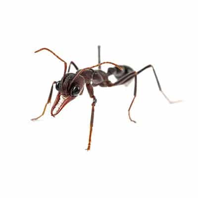 Argentine-ants