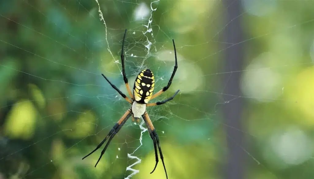 hilux-yellow-garden-spider