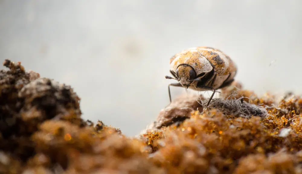 beetle-infestation-melbourne