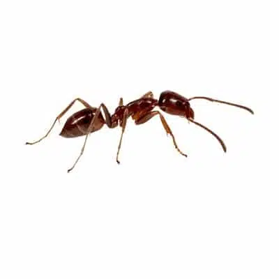 brown-ants-control