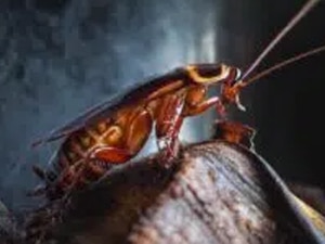 name:Cockroach-Control-Melbourne