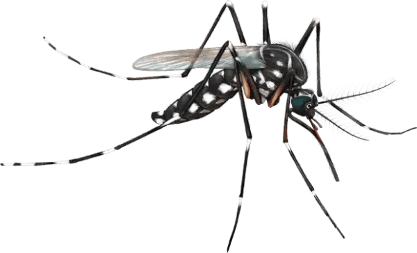 Hilux Aedes Pest Control Melbourne
