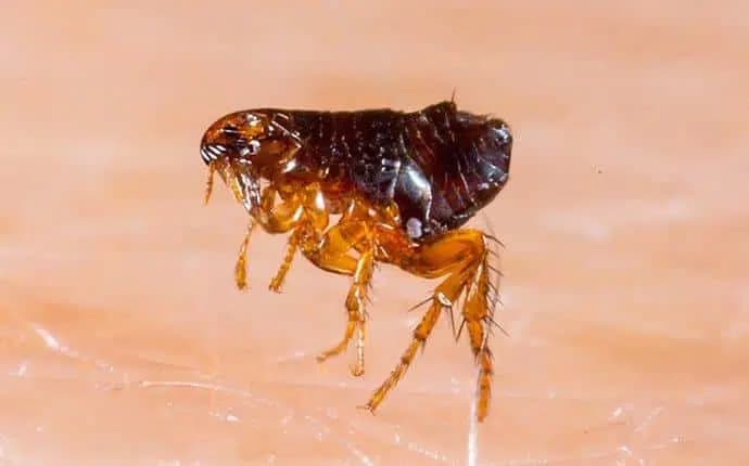 flea-pest-control-melbourne