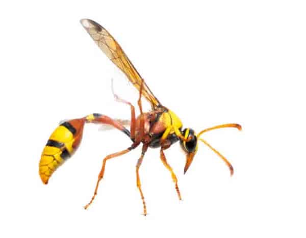 wasp-removal