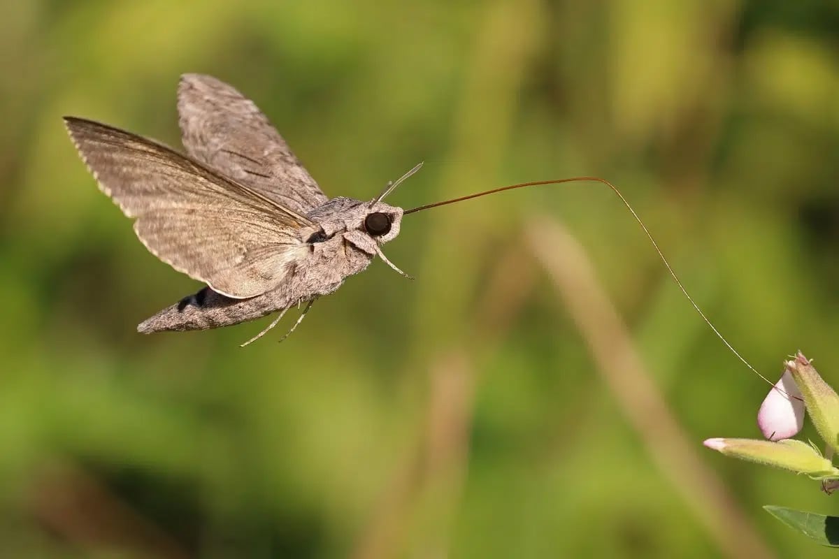 moth-control-melbourne