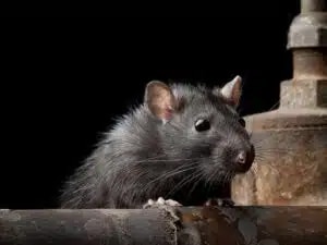 Rat-Rodent-control-melbourne