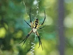 name:Spider-Pest-Control-Melbourne