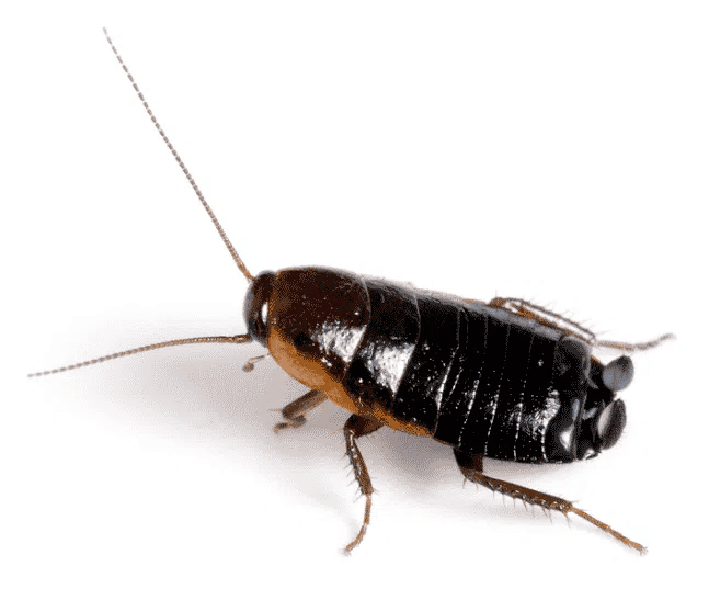 oriental-cockroach-removal-melbourne