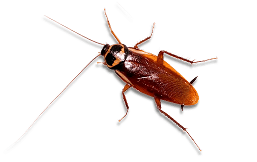 wood-cockroach-removal-melbourne