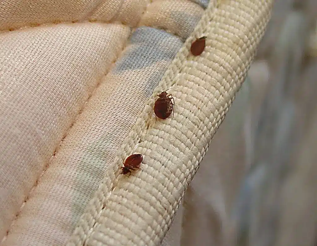 Bed Bugs Treatment Melbourne 3