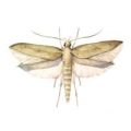 Angoumois-grain-moth