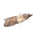 indian-meal-moth-hilux