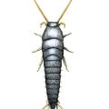 silverfish treatment melbourne