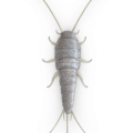 silverfish treatment