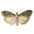 moth-control-melbourne